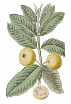 Prunus africana Pygeum